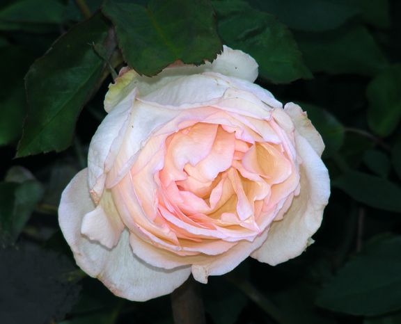 Duchesse de Brabant photo ddb2013_06110086_zps47f3df41.jpg